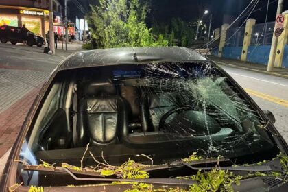 carro atingido arvore - Pragas e Eventos
