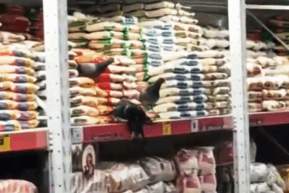 pombos supermercado - Pragas e Eventos