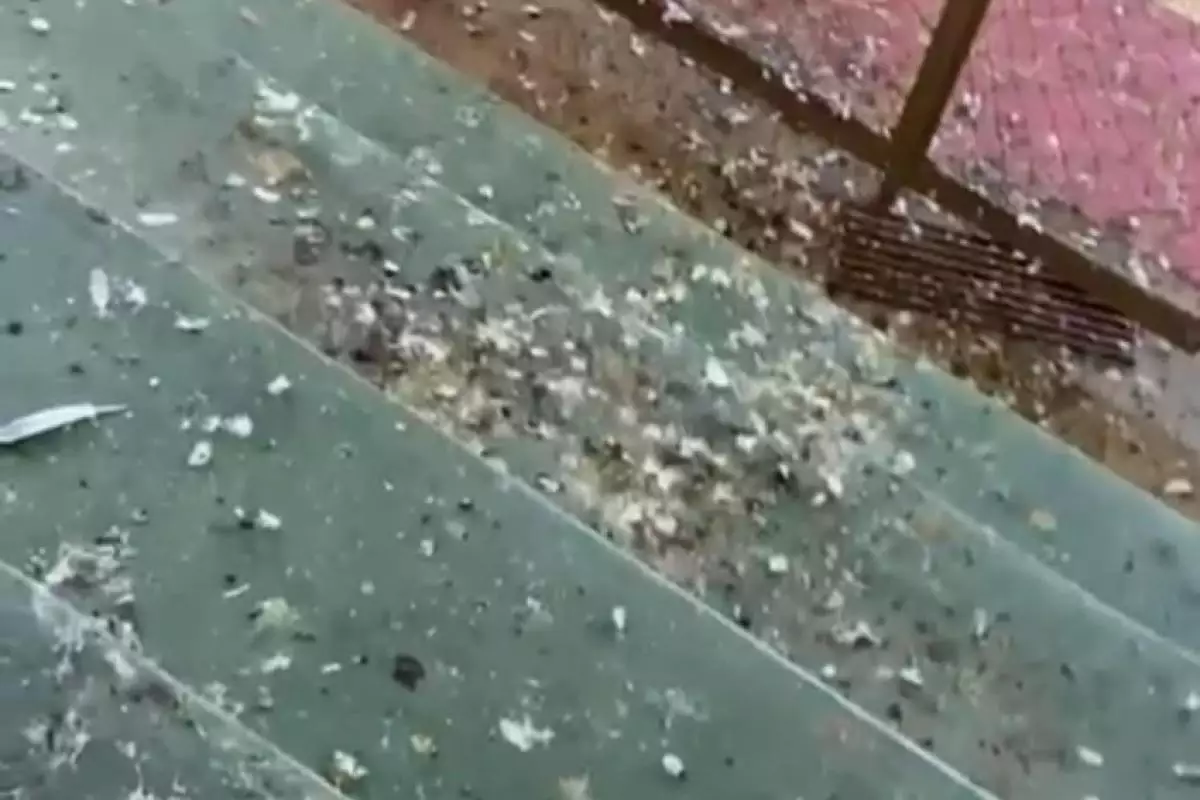 Situacao da escola em Rifaina devido a infestacao de pombos - Pragas e Eventos