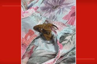 escorpiao shopping - Pragas e Eventos