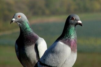 pombos paranavai - Pragas e Eventos