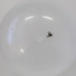 interna mosca RR - Pragas e Eventos