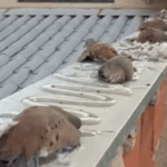 Aves ficaram presas ao produto aplicado no muro da casa em Vicente Pires, no DF Imagem: Reprodução/ Redes sociais