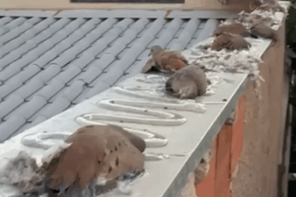 Aves ficaram presas ao produto aplicado no muro da casa em Vicente Pires, no DF Imagem: Reprodução/ Redes sociais