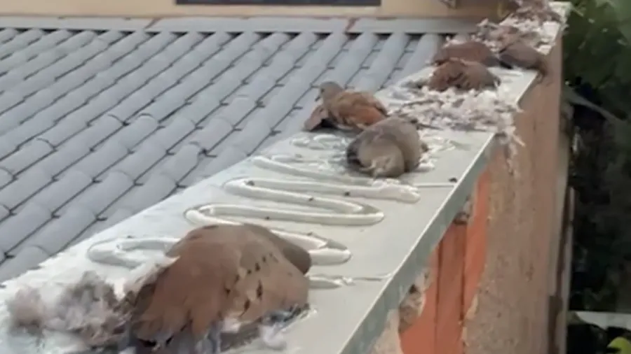 Aves ficaram presas ao produto aplicado no muro da casa em Vicente Pires, no DF Imagem: Reprodução/ Redes sociais