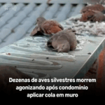 pasted file RKulpN image - Pragas e Eventos