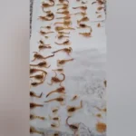 VIDEO: Morador Encontra Colônia com Mais de 100 Escorpiões em Casa