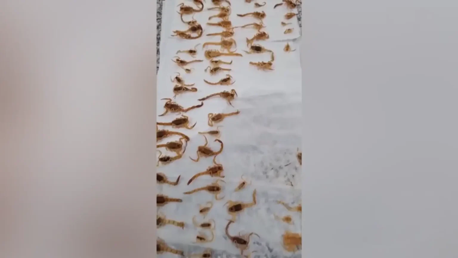VIDEO: Morador Encontra Colônia com Mais de 100 Escorpiões em Casa