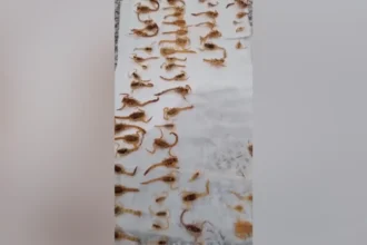 Novo Projeto - Pragas e Eventos