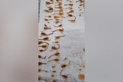 Novo Projeto - Pragas e Eventos