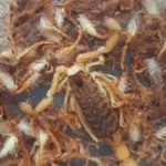 escorpiao - Pragas e Eventos