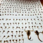 escorpiao 2 1 - Pragas e Eventos