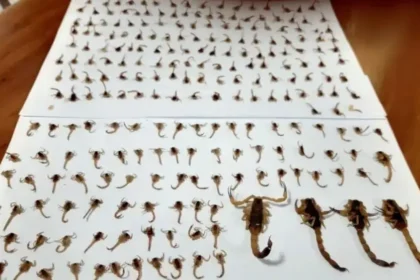 escorpiao 2 1 - Pragas e Eventos