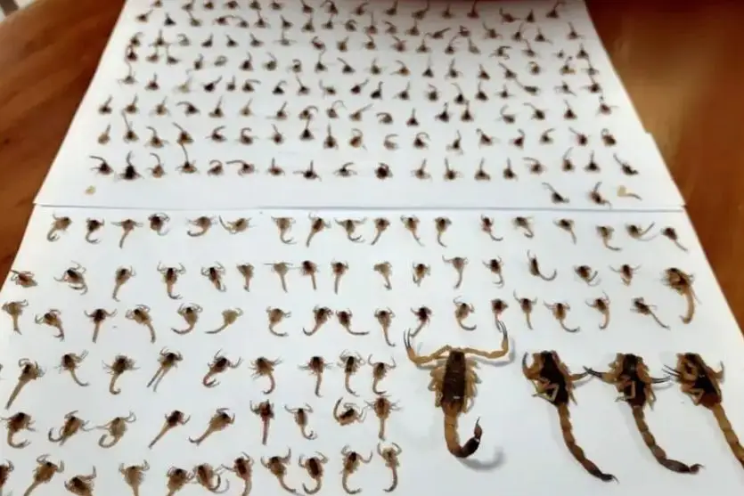 escorpiao 2 1 - Pragas e Eventos