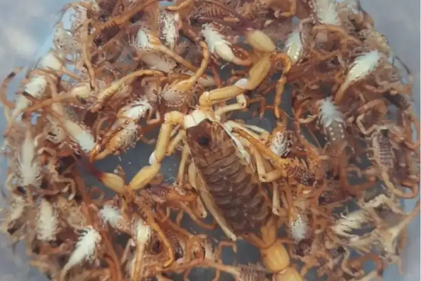 escorpiao - Pragas e Eventos