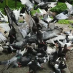 natasha nguyen HLqx722OPaI unsplash - Pragas e Eventos