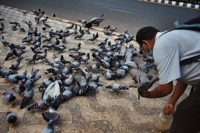 soubhagya ranjan G rlpIH7 Ag unsplash - Pragas e Eventos