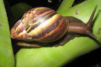 Caracol Africano - Pragas e Eventos