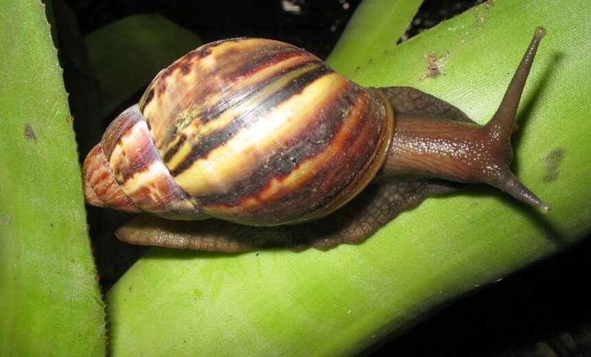 Caracol Africano - Pragas e Eventos