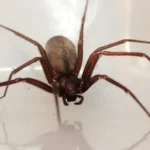Aranha marrom 1 - Pragas e Eventos