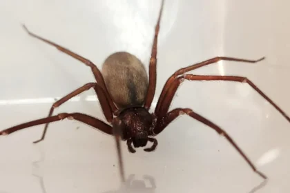 Aranha marrom 1 - Pragas e Eventos