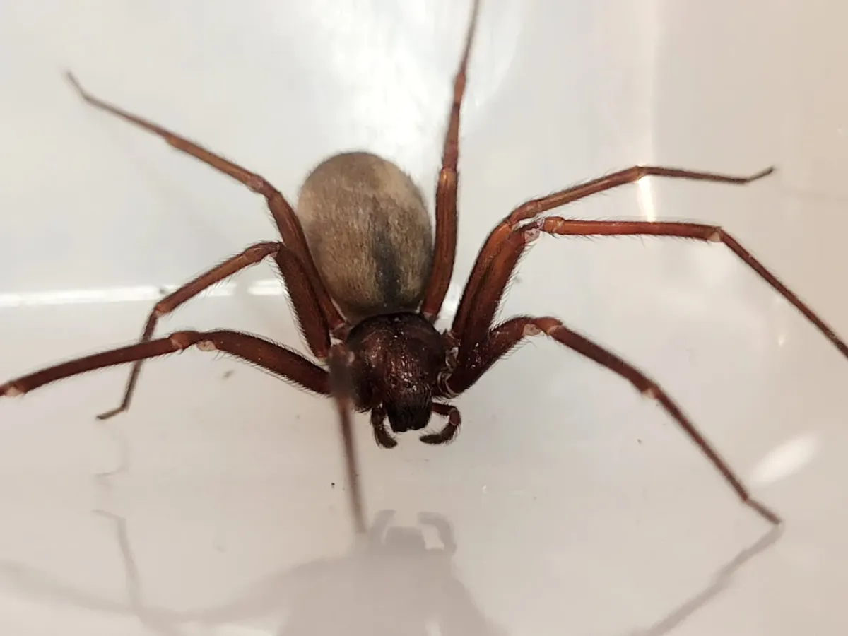Aranha marrom 1 - Pragas e Eventos