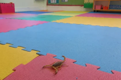 Escorpião em Creche