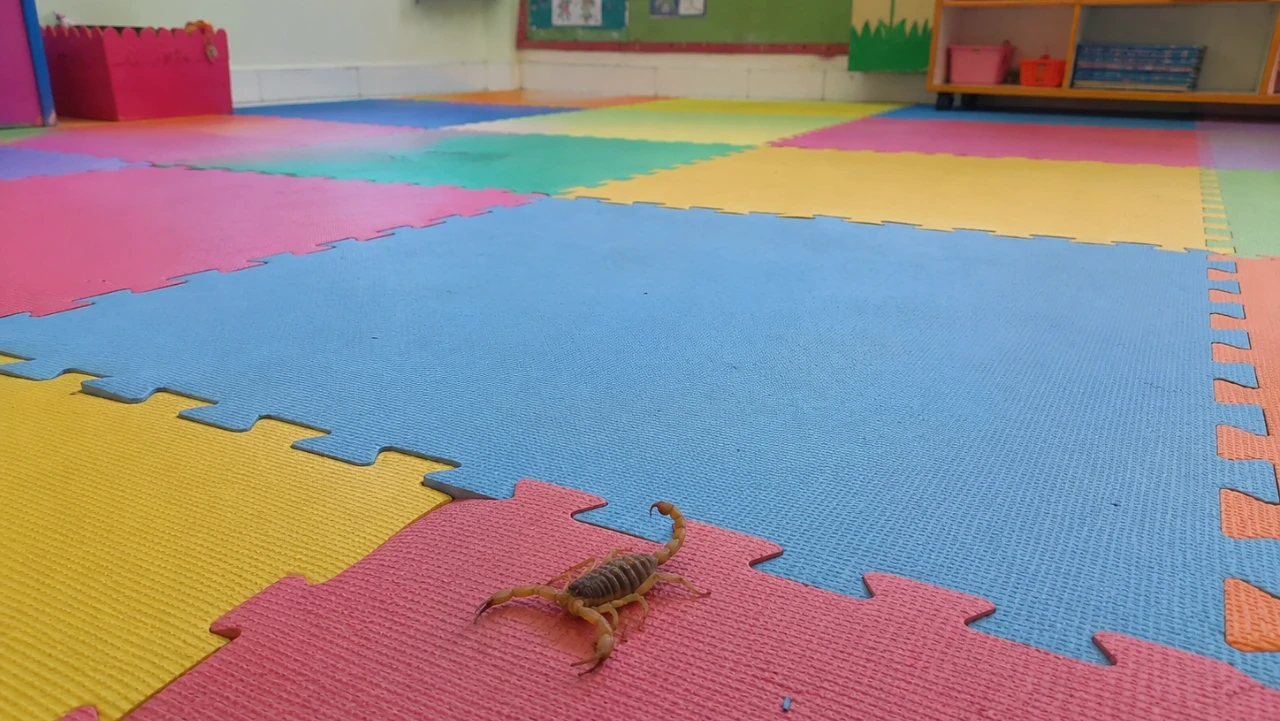 Escorpião em Creche