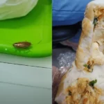 baratas e comida estragda - Pragas e Eventos