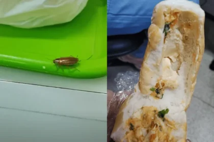 baratas e comida estragda - Pragas e Eventos