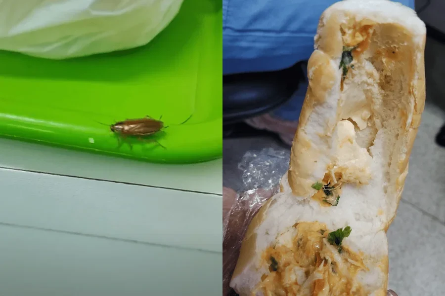 baratas e comida estragda - Pragas e Eventos