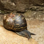 caracol africano - Pragas e Eventos