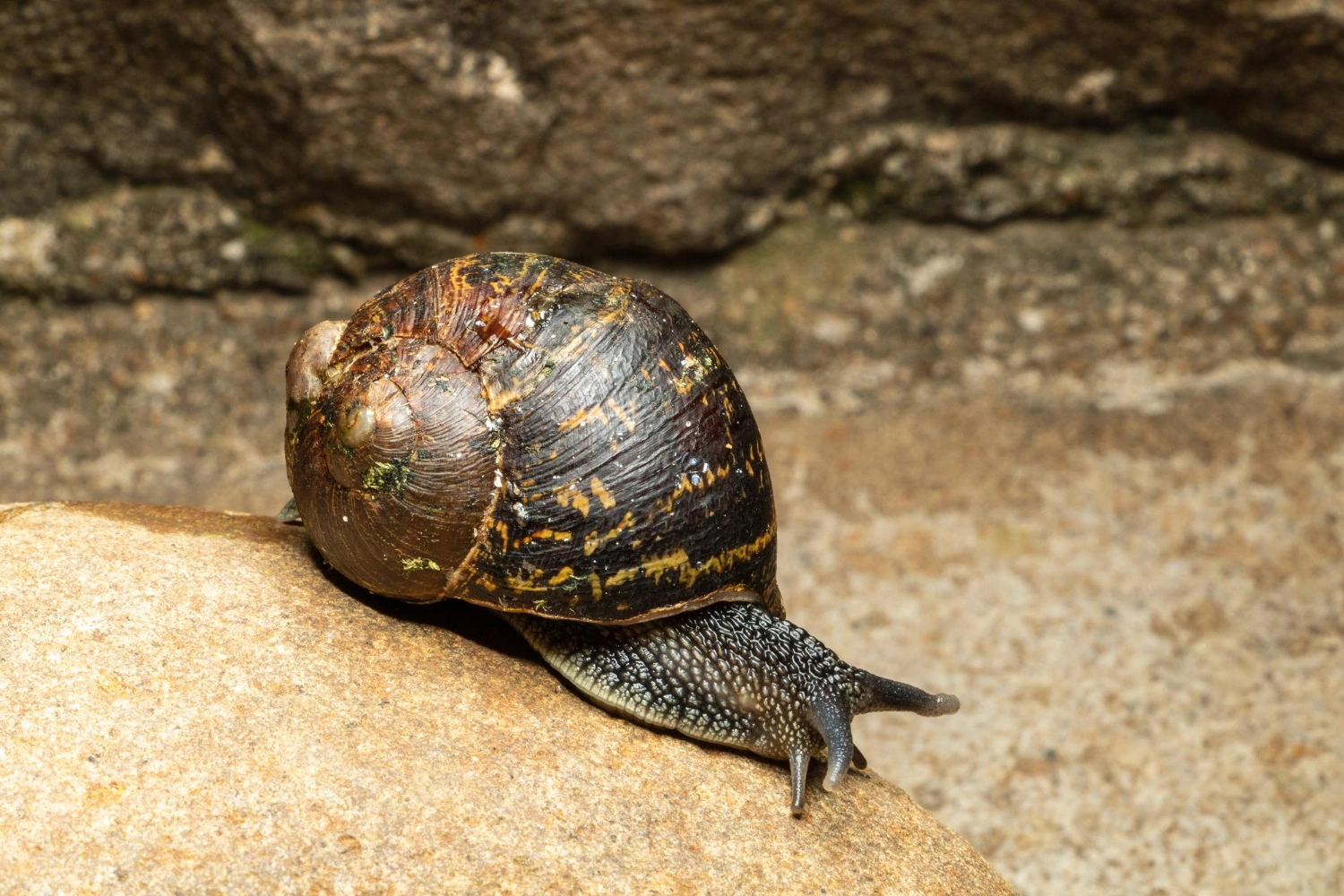 caracol africano - Pragas e Eventos
