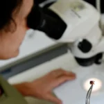 Pesquisador cientista segurando carrapato com pinça