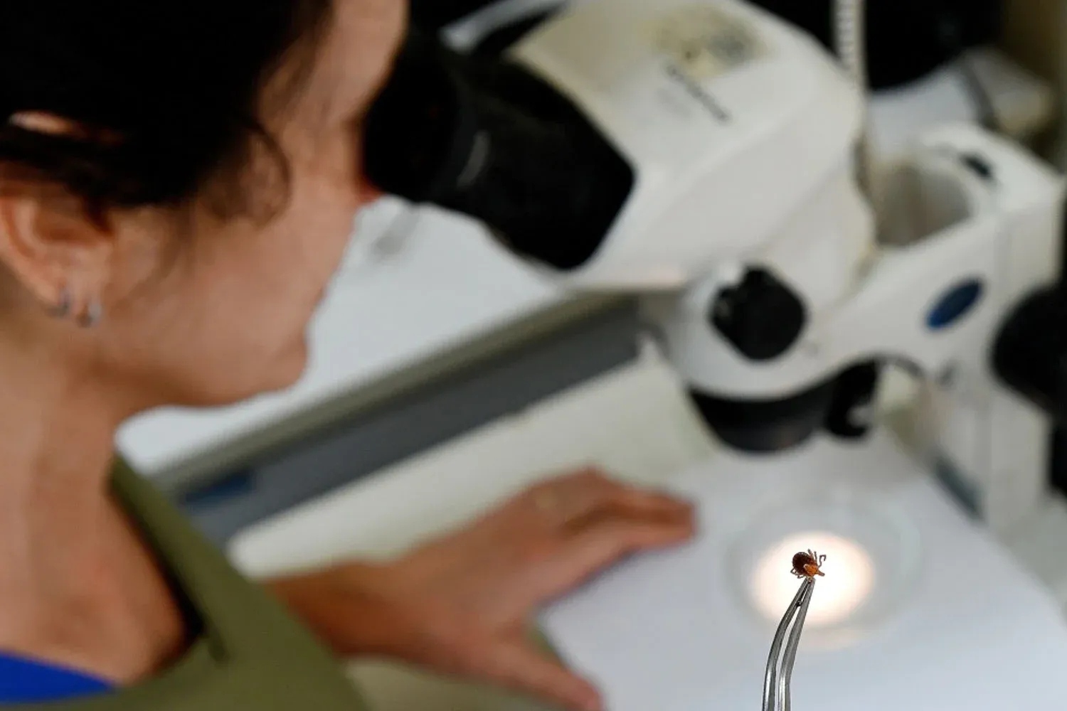 Pesquisador cientista segurando carrapato com pinça