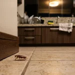 Barata correndo em cozinha - Pragas e Eventos