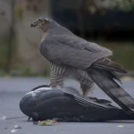 Falcao cacando pombo Foto de Jack Blueberry na Unsplash - Pragas e Eventos