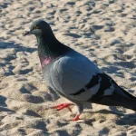 biomedico alerta para riscos da doenca do pombo na baixada santista 32152228603 widexl - Pragas e Eventos