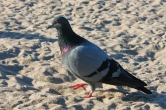 biomedico alerta para riscos da doenca do pombo na baixada santista 32152228603 widexl - Pragas e Eventos