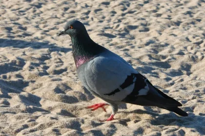 biomedico alerta para riscos da doenca do pombo na baixada santista 32152228603 widexl - Pragas e Eventos
