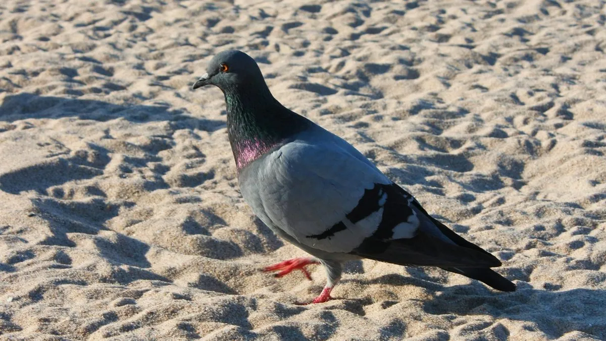 biomedico alerta para riscos da doenca do pombo na baixada - Pragas e Eventos