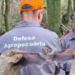 raiva morcego seapi - Pragas e Eventos