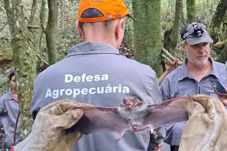 raiva morcego seapi - Pragas e Eventos
