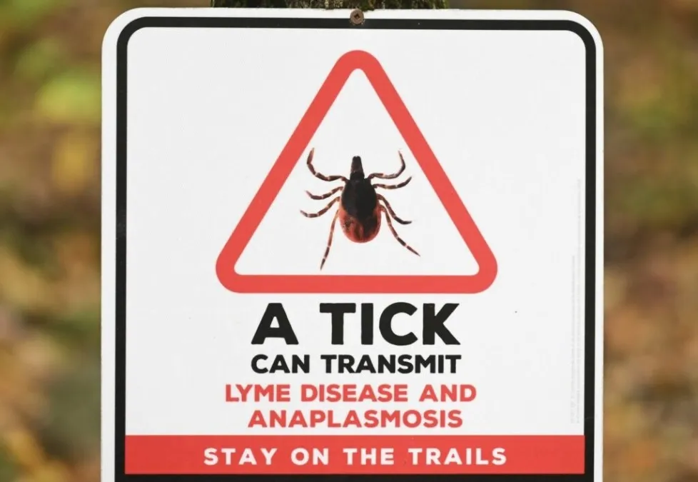 Infecção Transmitida Por Carrapatos