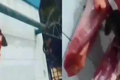 Rato em Carne de Mercado