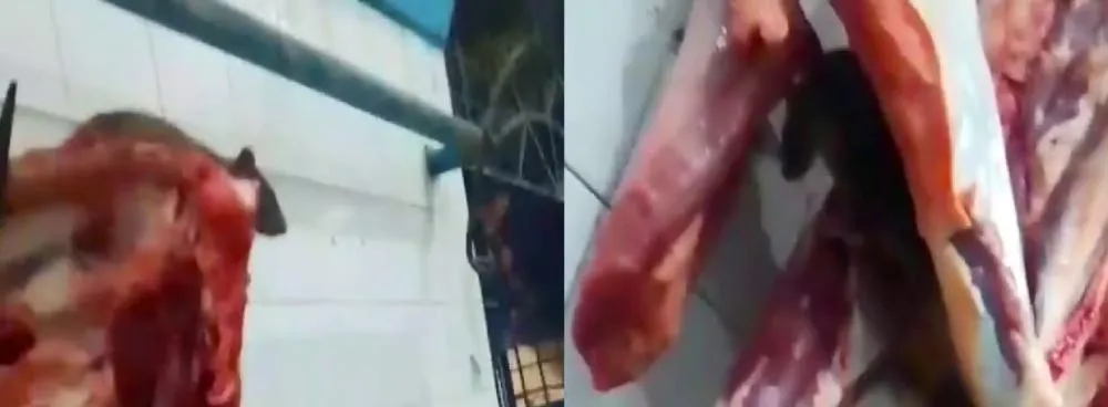 Rato em Carne de Mercado