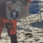 Ratos na Praia - Pragas e Eventos