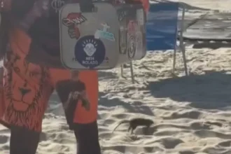 Ratos na Praia - Pragas e Eventos