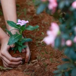 alunos e professores da escola classe 03 do nucleo bandeirante onde valentina nobre estudava fazem homenagem a crianca que morreu devido a picada de escorpiao