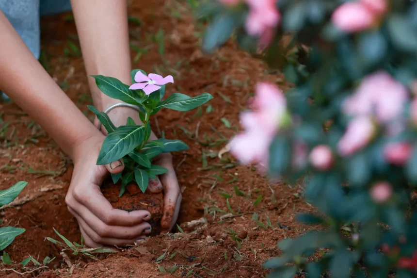alunos e professores da escola classe 03 do nucleo bandeirante onde valentina nobre estudava fazem homenagem a crianca que morreu devido a picada de escorpiao